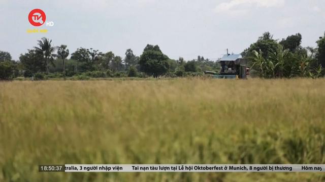 Tín hiệu tích cực cho nông dân trồng gạo Thái Lan