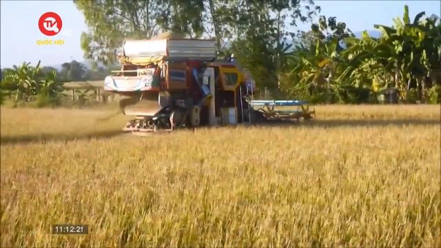 Thái Lan khuyến khích nông dân không trồng lúa trái vụ