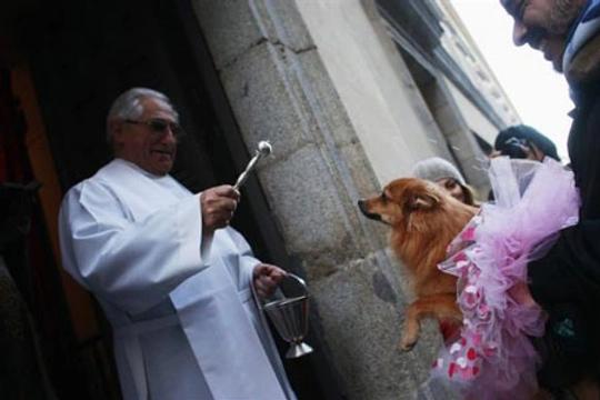 Lễ ban phước cho thú cưng tại Tây Ban Nha