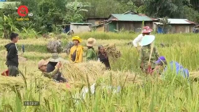 Thoát nghèo bền vững từ giống lúa đặc sản