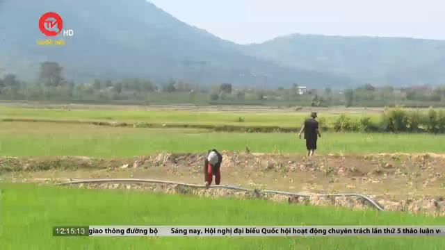 Đắk Lắk: Nguy cơ cầy trồng "chết khát" vì hạn hán 
