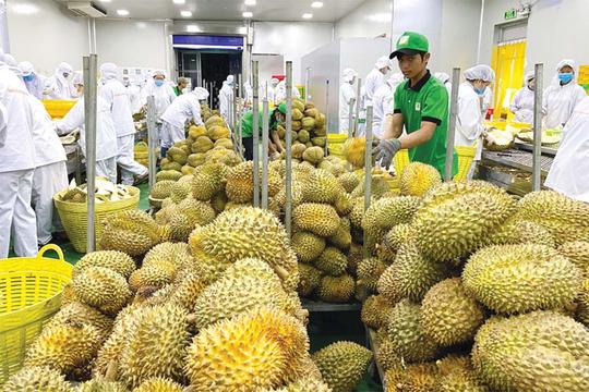 Xuất khẩu rau quả của Việt Nam đạt kỷ lục chưa từng có