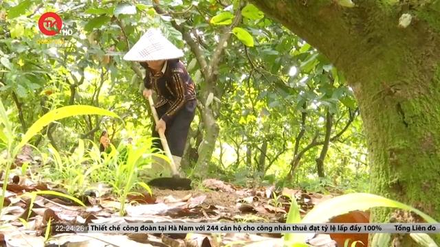 Đắk Lắk: Chưa thể cấp sổ cho người dân vì liên quan đến đất nông lâm trường 