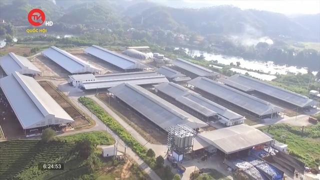 Alo cử tri: Người dân 2 tỉnh hít chung mùi ô nhiễm từ trại bò ở Tuyên Quang
