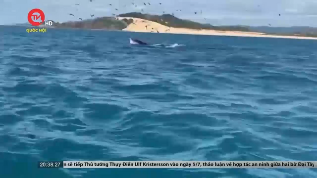 Bình Định: Cá voi xuất hiện ở biển Đề Gi - Vũng Bồi 