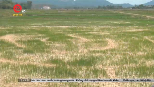 Hàng nghìn héc ta lúa ở Nghệ An thiếu nước trầm trọng