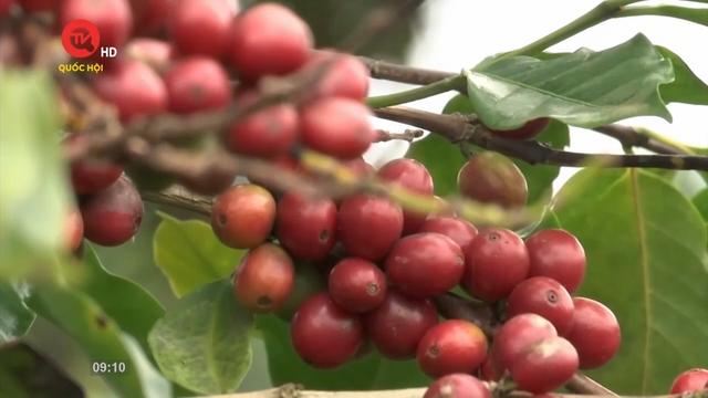 Nông nghiệp Việt Nam: Phát triển bền vững cây cà phê trước quy định mới của EU