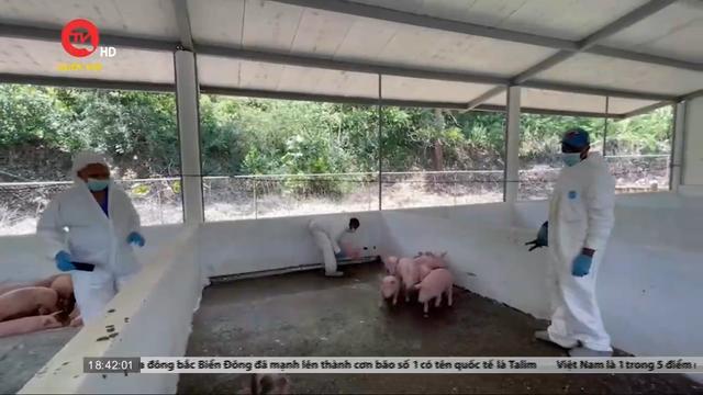 Kiến nghị cho phép xuất khẩu vaccine dịch tả lợn Châu Phi do Việt Nam sản xuất