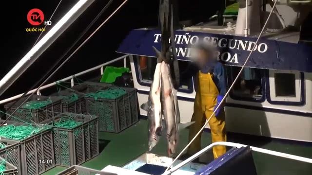 Nghị viện thế giới: Nghị viện Châu Âu tranh luận về cấm mua bán vây cá mập	