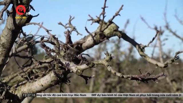 Hạn hán kéo dài gây thiệt hại nặng nề cho nông nghiệp ở Uruguay