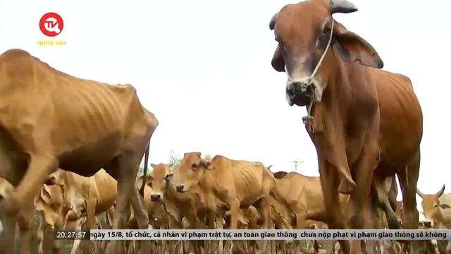 Gia Lai: Báo động tình trạng thiếu thức ăn, sụt giảm đàn bò 