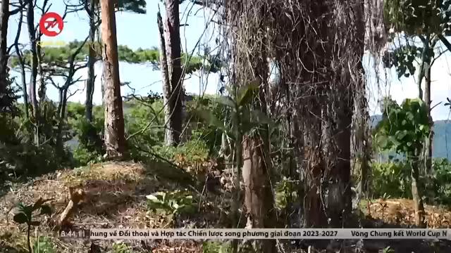 Quảng Trị: Nhiều diện tích rừng thông cổ thụ phòng hộ bị đầu độc chết đứng