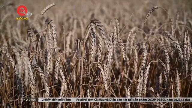 Nga đưa ra 5 điều kiện quay trở lại thỏa thuận ngũ cốc