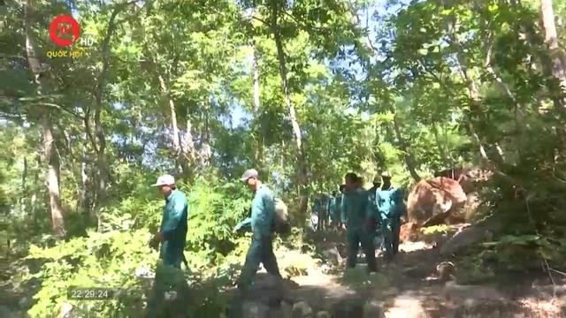 Nhân viên bảo vệ rừng ở Bình Thuận ồ ạt xin nghỉ việc 