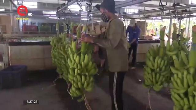 Nhiều lô trái cây xuất sang Trung Quốc bị cảnh báo vi phạm kiểm dịch thực vật