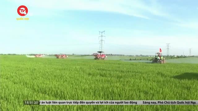 Giá gạo Châu Á cao nhất trong hơn 3 năm