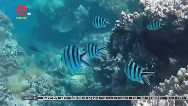 Rạn san hô Great Barrier ra khỏi danh sách nguy hiểm của UNESCO