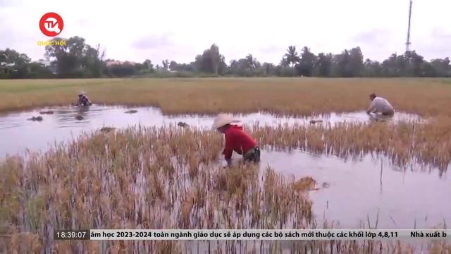 Cà Mau: Nhiều diện tích lúa bị thiệt hại do ngập úng 