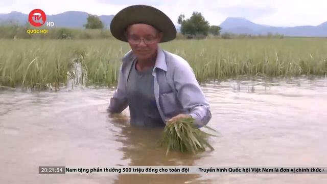 Bình Thuận: Thiệt hại nặng do mưa lũ