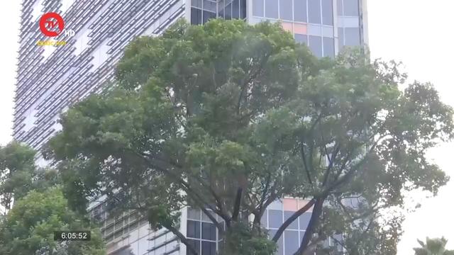 TP.HCM làm gì để tránh tình trạng cây xanh ngã đổ trong mùa mưa bão?
