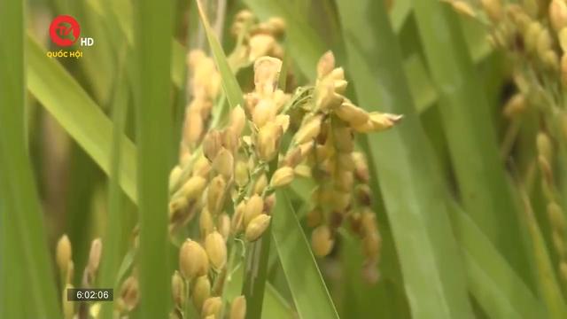 Tăng xuất khẩu gạo nhưng phải đảm bảo an ninh lương thực