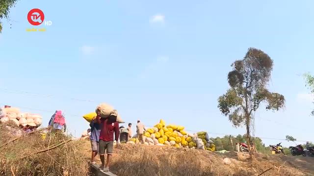 Nông nghiệp Việt Nam: Xây dựng nông thôn mới - không để thành tích là gánh nặng