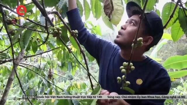 Người trồng cà phê Indonesia điêu đứng vì biến đổi khí hậu