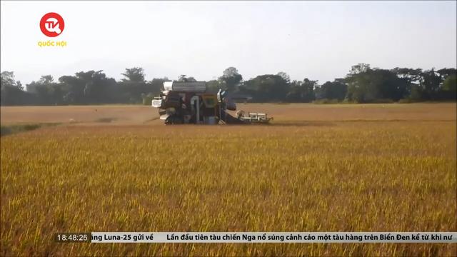 Hạn hán đẩy giá gạo tại Thái Lan tăng cao