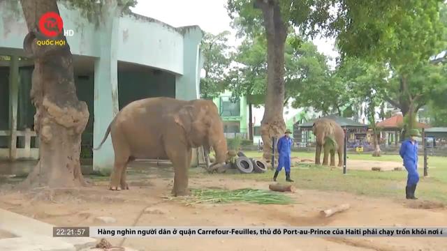 Những ý kiến trái chiều quanh đề xuất đưa voi ở công viên Thủ Lệ về tự nhiên