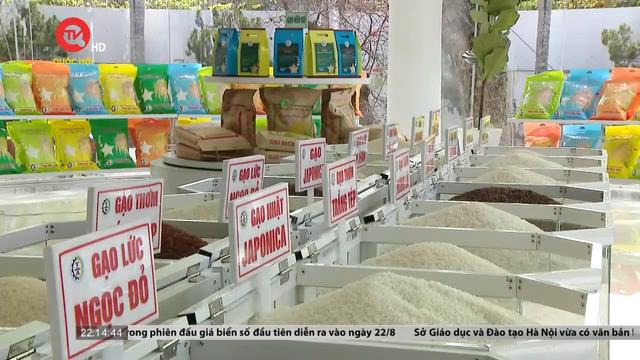 Giá gạo khó lặp lại lịch sử năm 2008 