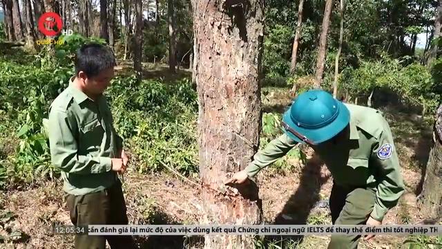 Quảng Trị: Yêu cầu xử lý vụ xâm hại rừng để chiếm đất