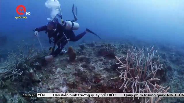 Cuba tìm giải pháp cứu các rạn san hô trước biến đổi khí hậu