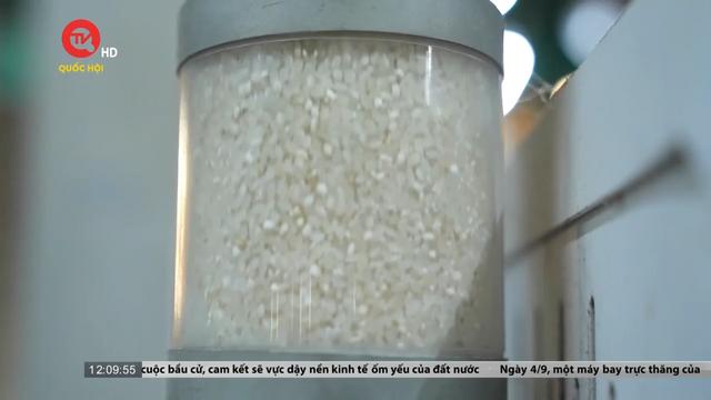 Việt Nam đang xuất nhiều gạo nhất thế giới