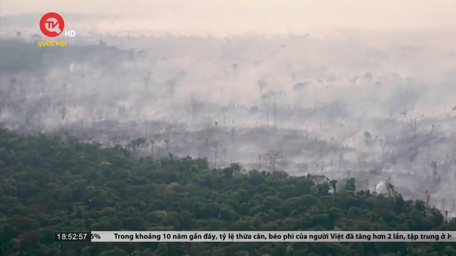Nạn phá rừng Amazon ở Brazil giảm 66% trong tháng 8 