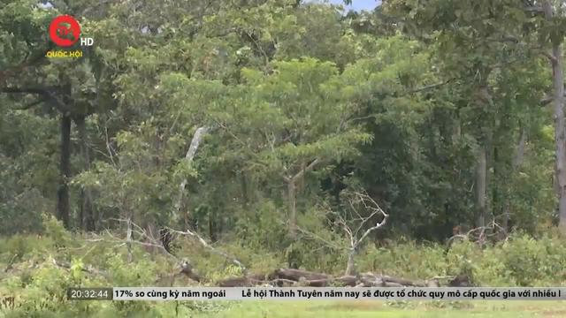 Bình Thuận sử dụng hơn 600 ha rừng xây hồ Ka Pét: Sở NN&PTNT nói gì? 