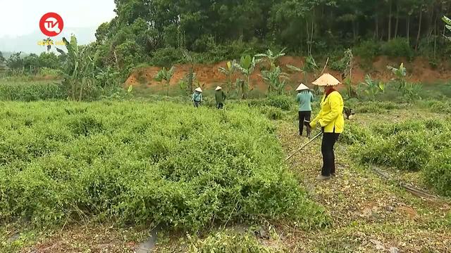 Nông nghiệp Việt Nam: Liên kết trồng cây dược liệu theo chuỗi giá trị