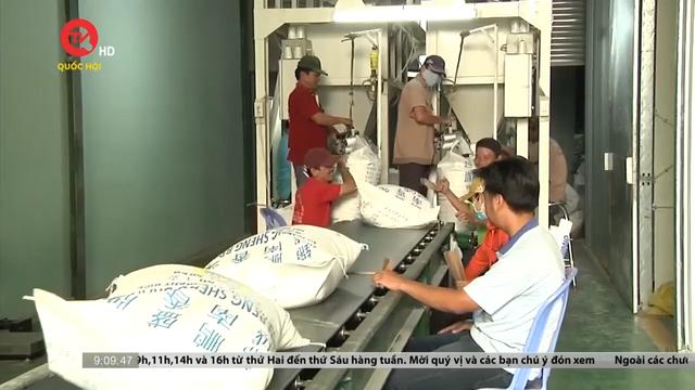 Xuất khẩu gạo 8 tháng đạt mức kỷ lục