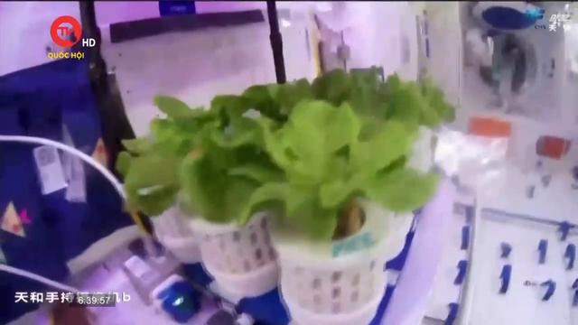 Phi hành gia Trung Quốc thu hoạch rau trên trạm vũ trụ