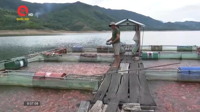 Bình Định: Tận dụng lợi thế từ các hồ chứa thuỷ lợi nuôi cá lồng bè 