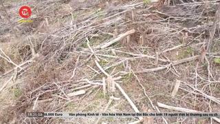 Gần 5ha rừng tại Gia Lai bị phá trắng