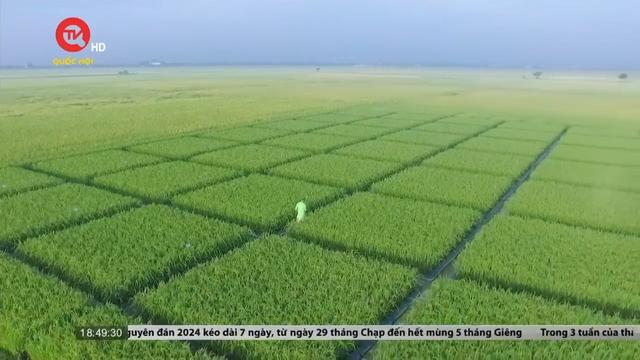 Thái Bình: Ứng dụng công nghệ cao trong chọn tạo giống lúa