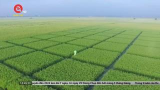 Thái Bình: Ứng dụng công nghệ cao trong chọn tạo giống lúa
