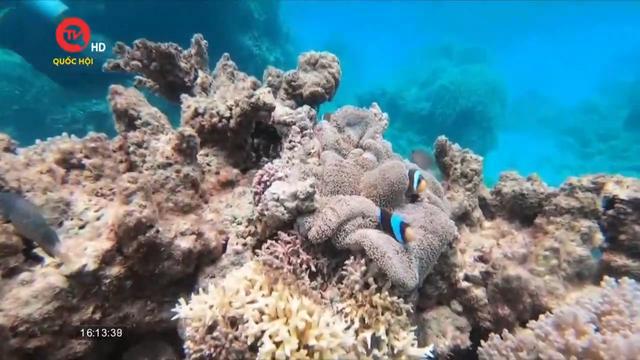 Các quốc gia huy động 12 tỷ USD cho sáng kiến bảo vệ rạn san hô