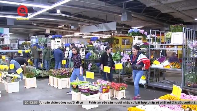 Khám phá chợ hoa bán buôn tại Berlin, Đức