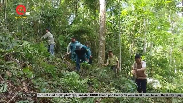 Hỗ trợ người dân vùng rừng để phát triển lâm nghiệp bền vững