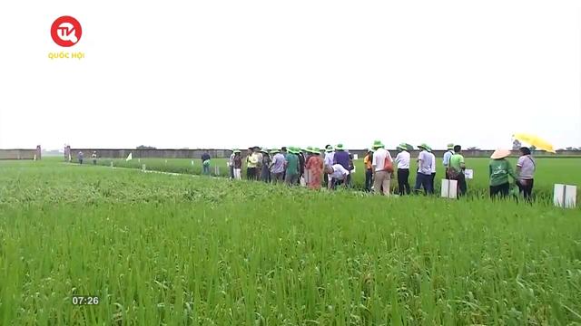 Phát triển nông nghiệp công nghệ cao – Nhìn từ mô hình lúa Thái Bình