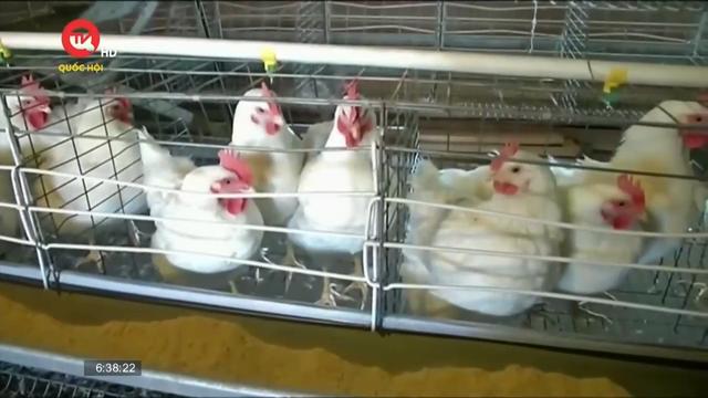 Chỉnh sửa gene tạo ra gà có khả năng kháng cúm gia cầm