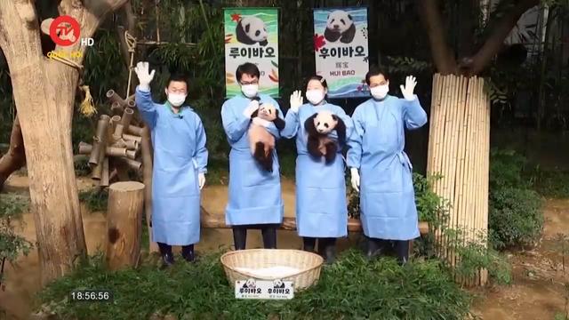 Sở thú ở Hàn Quốc hé lộ tên của cặp gấu trúc song sinh 