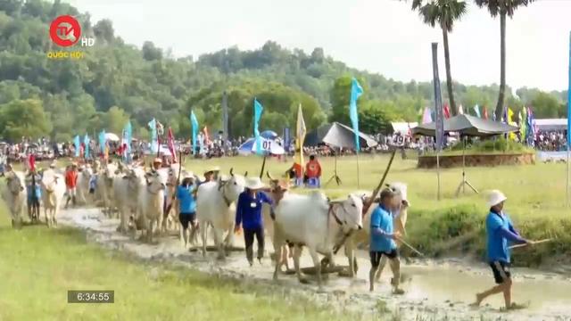 Độc đáo hội đua bò của đồng bào Khmer