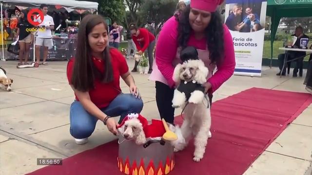 Lễ hội hóa trang Halloween cho chó ở Peru 